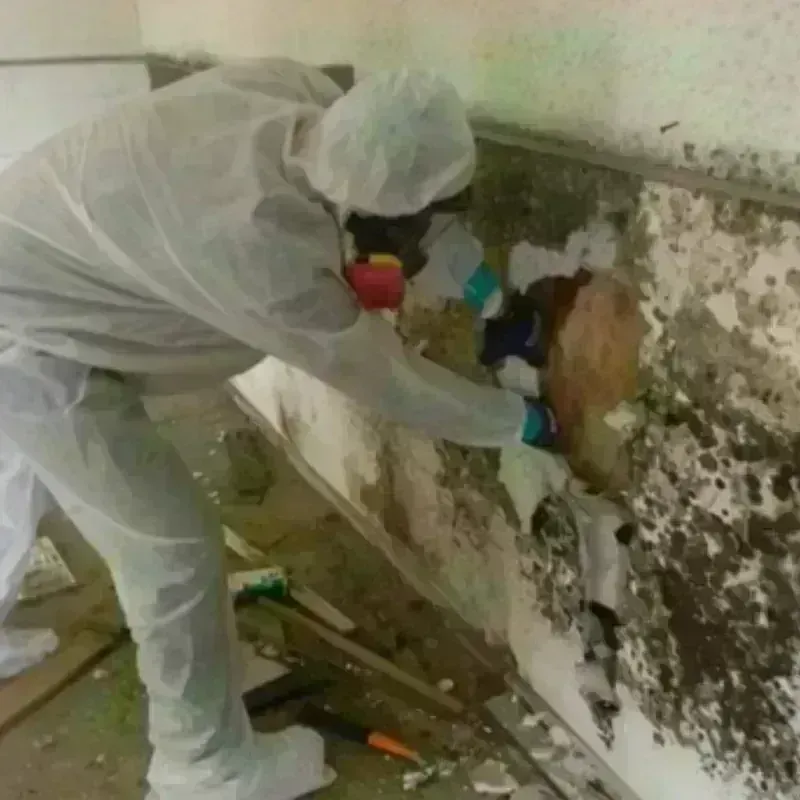 Mold Remediation and Removal in Westminster, MA